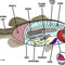 fishmagician