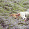 gingerlillytea