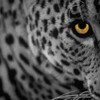 tigerwolf09
