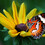 aphoto4you