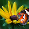 aphoto4you
