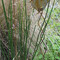 Northcote Community  Gardens