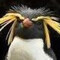 Penguinity