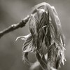 Fern Design