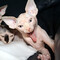 enchantacat
