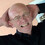 bobculshaw