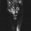 Metalwolfe