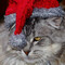 Christmas Card