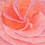 Baslee Troutman Fine Art Prints