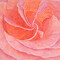 BasleeArtPrints