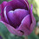 flowercityphoto