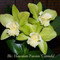 Mostlyorchids