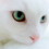 macabrecat