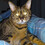 hellycat