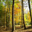 forestphotos