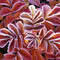 gardendaff