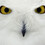 owlspook