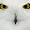 owlspook