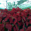 NeWDaWn