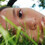Alondra Blick