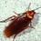 roach