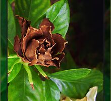 Chocolate Gardenia by Ginny Schmidt
