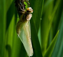 Dragonfly emerging from its nymph case by David Isaacson