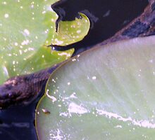Look What's in the Lily Pads by WeeZie
