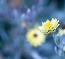 Pride and Prejudice by Josie Eldred