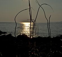 newest plant with starflower by Alessandra Antonini