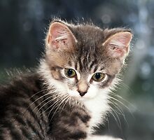 Sweet Marvin by Teresa Zieba