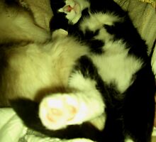 Tommy Asleep by Dayonda