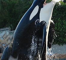 Orca by TonyaAnjean