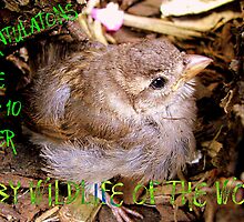 Baby Sparrow Challenge Entry - Top 10 - NZ by AndreaEL