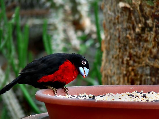 Western Bluebill