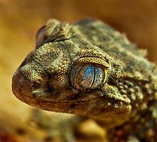 Rough Knob - Tailed Gecko by Bernie Rosser