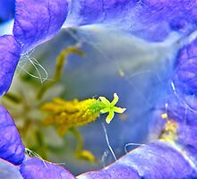 Botanically Explicit - Flower Macro by Glenn Cecero
