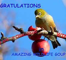 Challenge Banner Entry - Amazing Wildlife Group - Silvereye NZ by AndreaEL