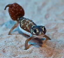 Smooth Knob- tailed Gecko by Bernie Rosser