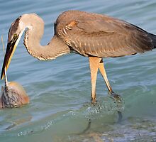 Caught in the act! by jozi1