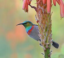 Sunbird at Sunset....... by Macky