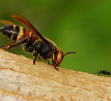big to small by davvi