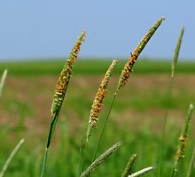 Gentle Breeze by Robert Miesner