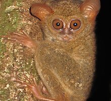 Tarsier waking up - Sulawesi by shellfish