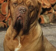 'Just look at me..not a wrinkle out of place.' by Brien Bland