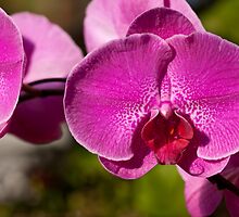 Orchid. by Aler
