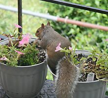 Featuring Spidey 3 - Elevenses in the petunias by WalnutHill