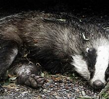 Roadkill Badger by Photogothica