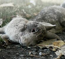 Roadkill Rabbit by Photogothica