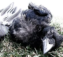 Roadkill Crow by Photogothica